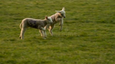 Cute Baby Lambs Sheep Standing Playing In A Green Field On A Farm In