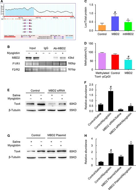 Mbd Mediates Renal Cell Apoptosis Via Activation Of Tox During