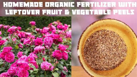 Simple And Free Homemade Organic Fertilizer 🤗organic Compost With Leftover Fruit And Veggie