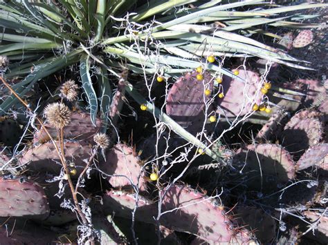 High Desert Plants In Winter The Plant With The Berries Is Flickr