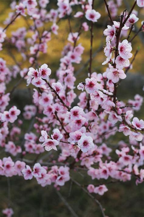 Details Imagen Arbol Durazno Flor Abzlocal Mx