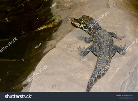 African Dwarf Crocodile Baby Scientific Name Stock Photo 2172173209 ...