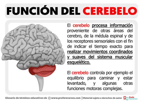 Función Del Cerebelo