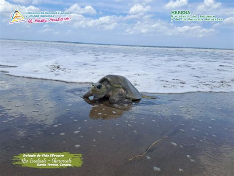 Arriban más de mil tortugas en el Refugio Río Escalante Chacocente