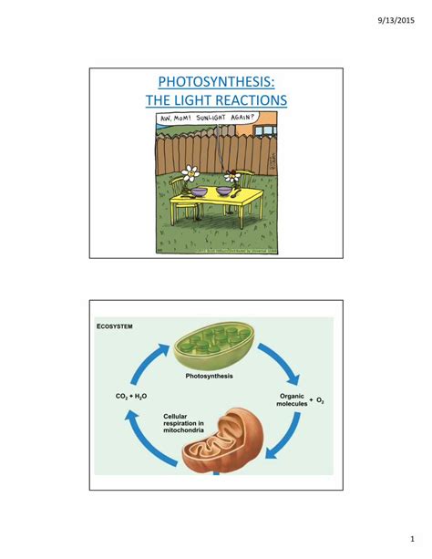 (PDF) PHOTOSYNTHESIS: THE LIGHT REACTIONS - … · 9/13/2015 1 PHOTOSYNTHESIS: THE LIGHT REACTIONS ...