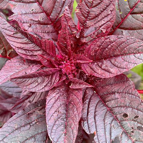 Hopi Red Dye Amaranth Organic Seeds Hudson Valley Seed Company