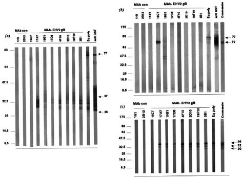 Western Blot Analysis Of E Coli Expressed Gstgb Fusion Proteins