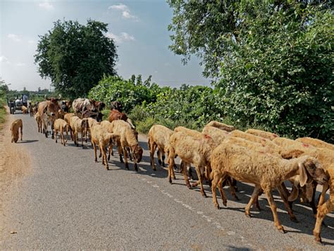 Herding A Flock Of Sheep A Classic Example Of The Domestic Herding Of ...