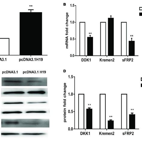 Lncrnah Overexpression Activates Wnt Signaling By Upregulating