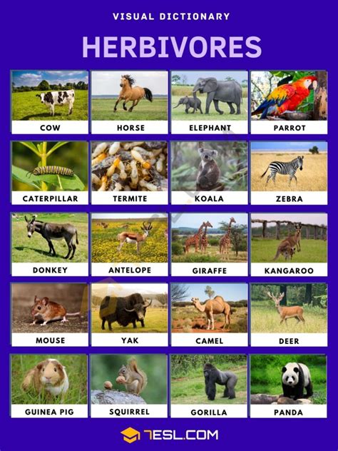 Herbivore Names in English • 7ESL