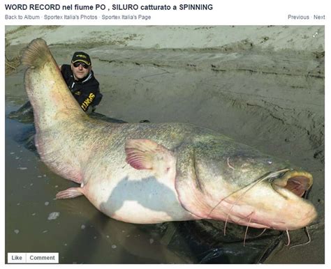 Italian Fisherman Catches Enormous 280 Pound Wels Catfish In Italian River