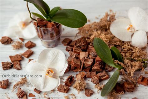 Make Own Orchid Potting Mix Best Soil Recipe