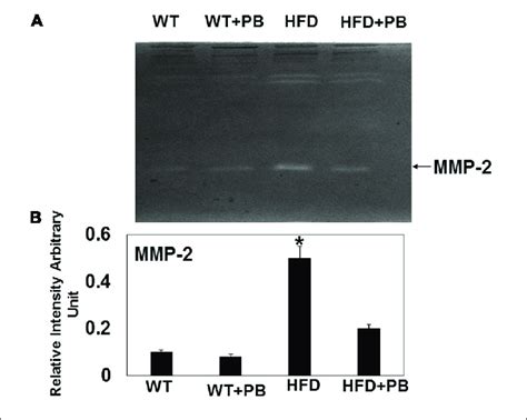 Zymography Activity Of Mmp 2 A Representative 8 Gelatin Gel Download Scientific Diagram