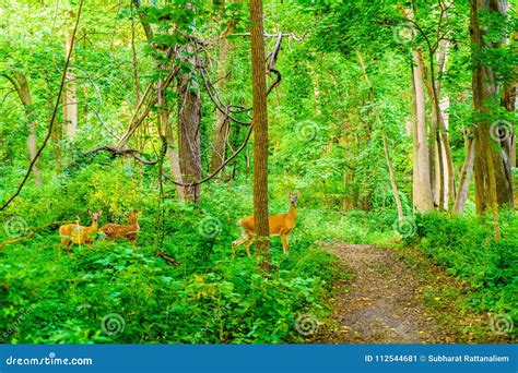 Deer Walk In The Fores Stock Image Image Of Lotus Looking 112544681