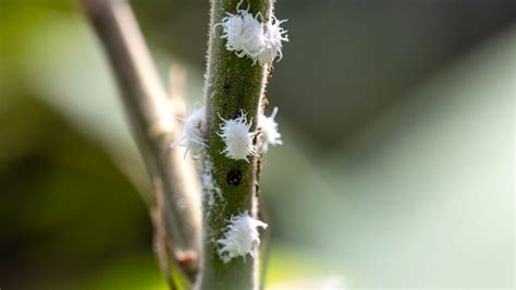 Petits Insectes Blancs Sur Les Plantes Qu Est Ce Que C Est