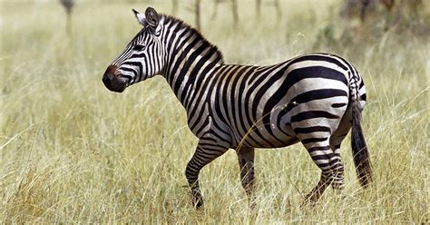 Zebra Stripes Not For Camouflage, New Study Finds