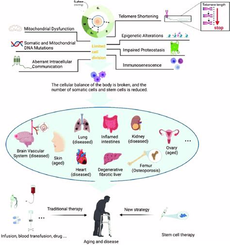 Telomere Shortening Dna Mutations Mitochondrial Dysfunction Somatic