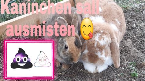 Kaninchen Stall Ausmisten YouTube