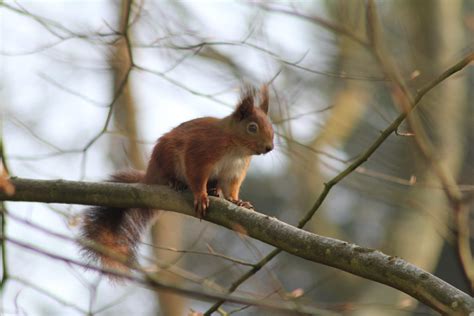 Red Squirrels On The Isle Of Wight Wightlink Ferries