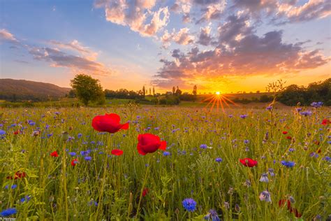 durch die blume foto bild sonstiges jahreszeiten sonnenuntergaenge