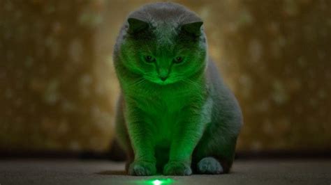 Best Automatic Laser Cat Toys The Top Cat Chasing Devices Petsradar