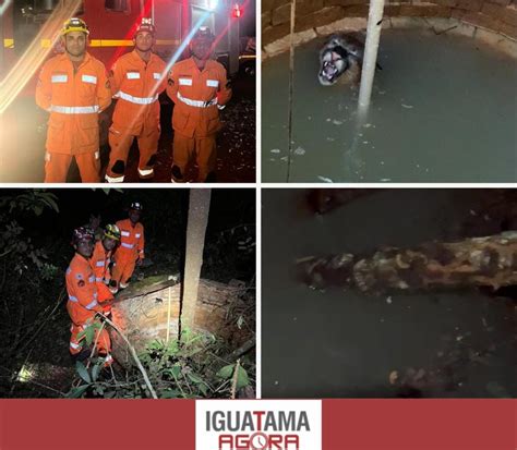 Iguatama Agora Bombeiros montam uma rota de fuga e Onça parda