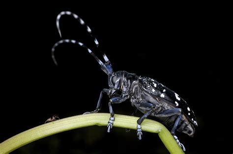 Asian Longhorned Beetle