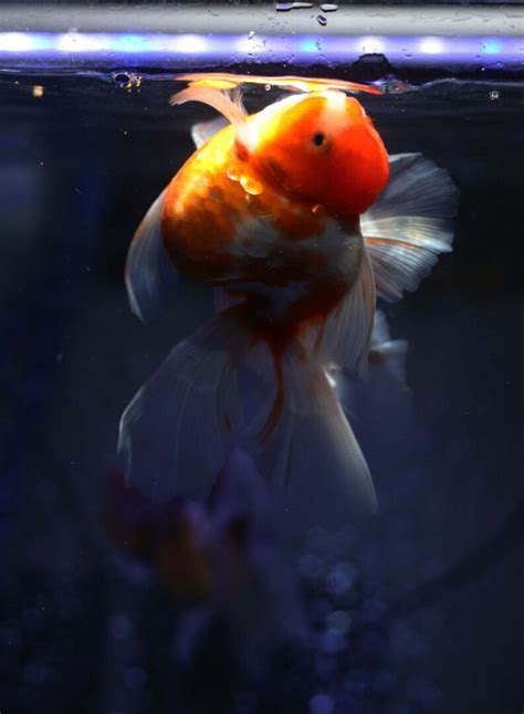 5 Common Oscar Fish Diseases and Illnesses - Avid Aquarist