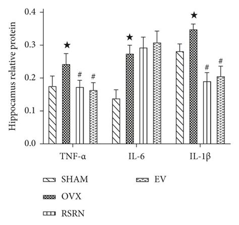 Protein Expression Of Tnf Il And Il By Western Blot A Gene