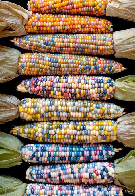 Heirloom Organic Indian Corn Seeds Aka Glass Gem Corn