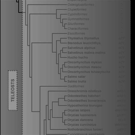 Vertebrate Sex Determining Genes Play Musical Chairs Evolution And