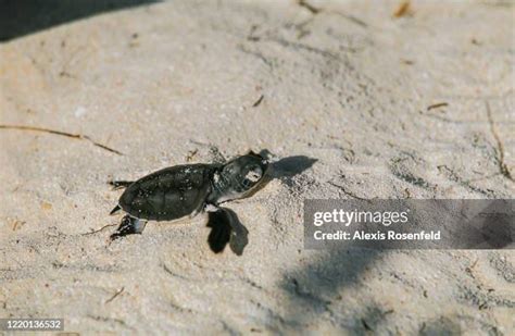 Green Sea Turtle Hatching Photos and Premium High Res Pictures - Getty ...