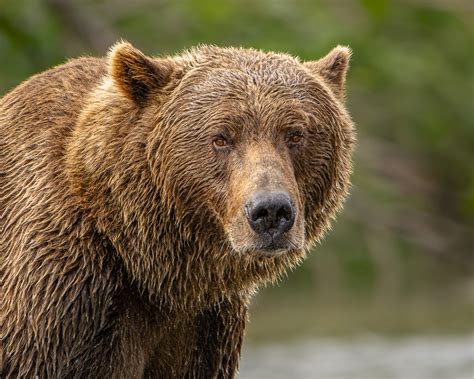 Brown Bear(aka grizzly) Portraiture(image heavy) | Nikon Cafe