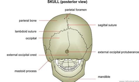 Mastoid Process : Definition, Location, Function and Pain