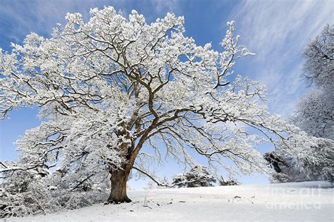 Caring for Your Oak Tree in the Winter