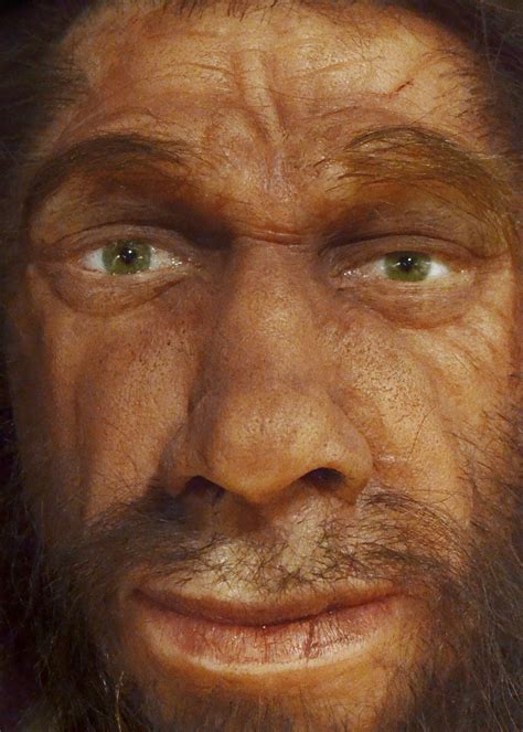 [Species] Homo neanderthalensis | The Early Man Gallery