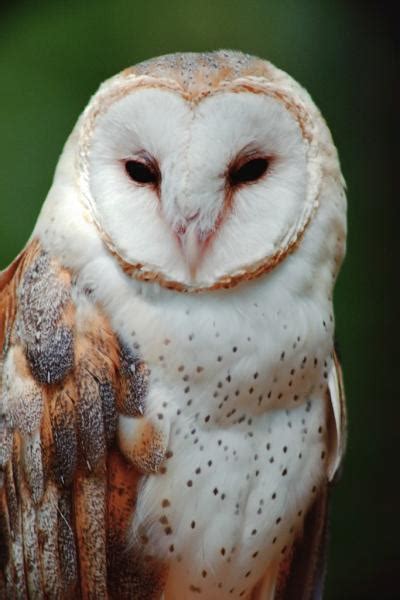 Barn Owl Guide - New York Natural Heritage Program