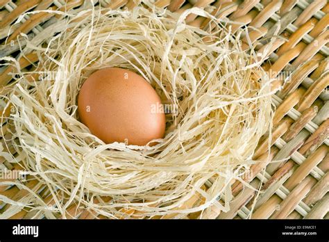 Chicken Egg In Nest