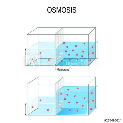 What Is Osmosis In Biology For Kids Definition Examples And