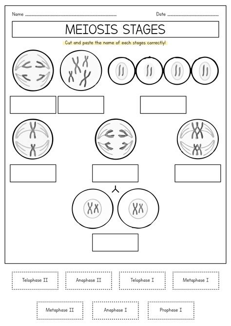 16 Meiosis Diagram Worksheet Free Pdf At