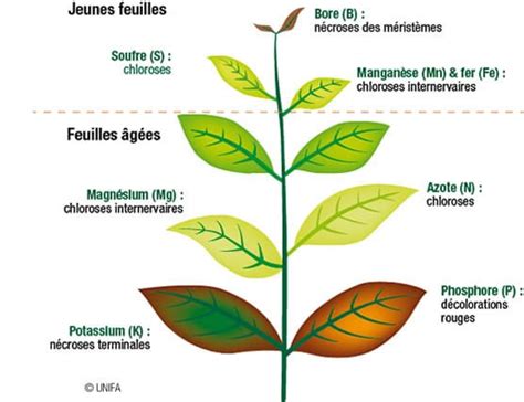 Nos analyses analyses de sève SYMBIOTIK AGROECOLOGIE