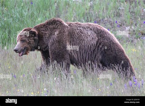 The Giant Grizzly Bear Scarface Walks Through A Meadow At The