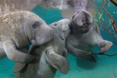 15 Great Places To See Florida Manatees * AuthenticFlorida.com