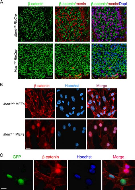 Nuclear Accumulation Of Catenin In The Absence Of Menin A