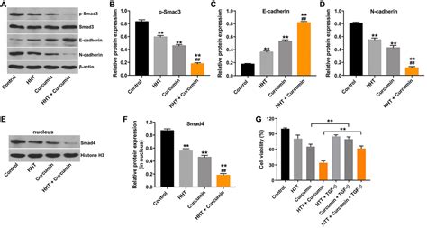 Curcumin In Combination With Homoharringtonine Suppresses Lymphoma Cell