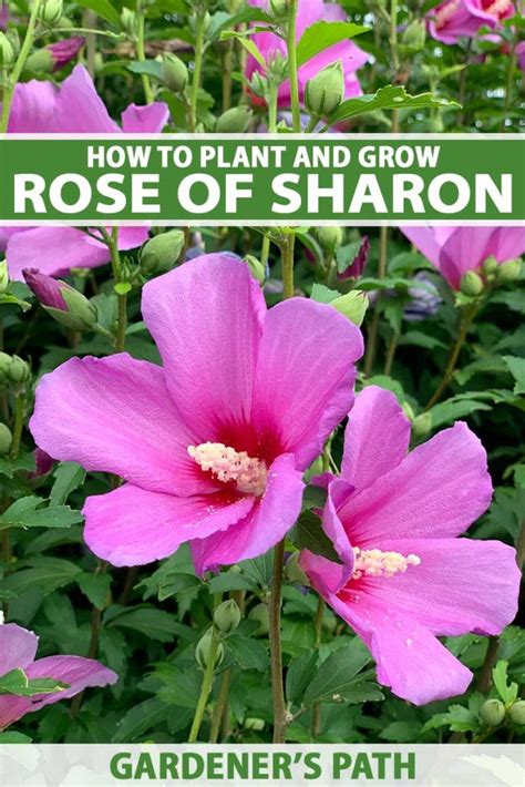 How To Grow And Care For Rose Of Sharon Gardeners Path