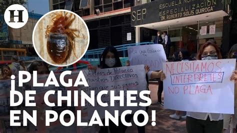 Plaga De Chinches En Escuela Estudiantes De Polanco Denuncian Plagas