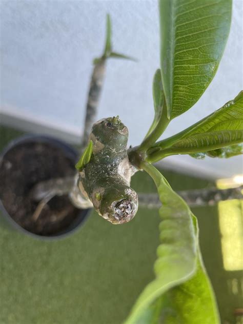 Plumeria Leaves Curly And Small In The Plumeria Forum Garden Org