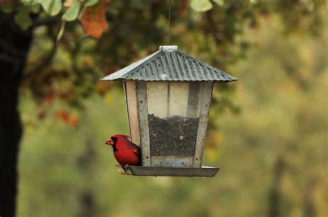 Northern Cardinal On Feeder In Fall Free Stock Photo Public Domain