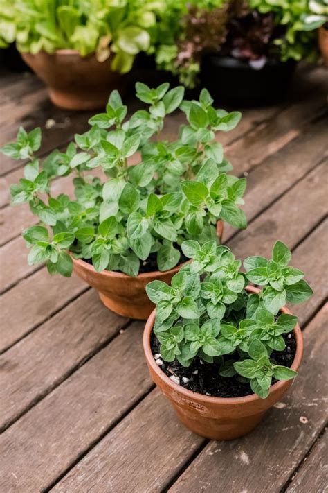 How To Grow And Care For Oregano Oregano Plant Medicinal Herbs